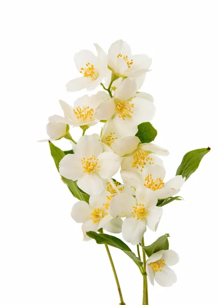 Schöne Jasminblüte — Stockfoto