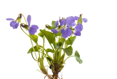 Ahşap Menekşe flovers 