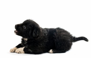 sevimli siyah köpek