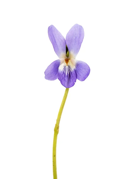 Wood violets flover — Stock Photo, Image