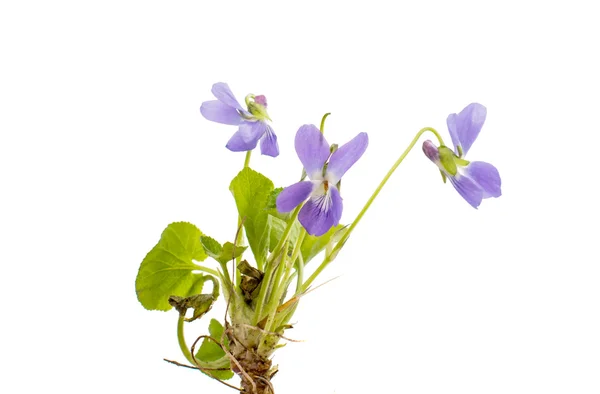 Wood violets flovers — Stock Photo, Image