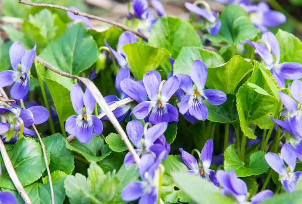 Violetas de cão na floresta — Fotografia de Stock