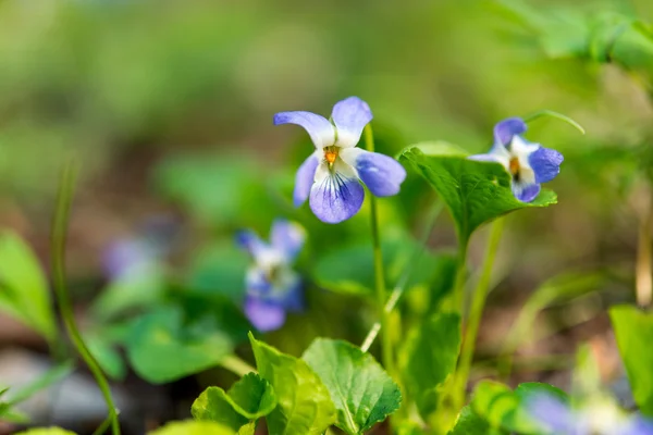 Violetas de cão na floresta — Fotografia de Stock