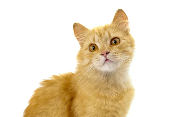 Carino gatto rosso — Foto Stock