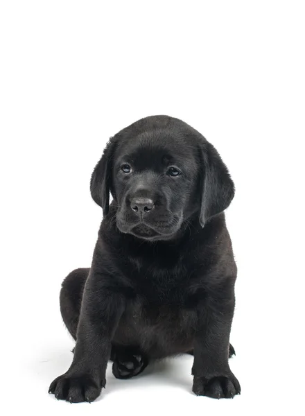 Cachorro labrador negro — Foto de Stock