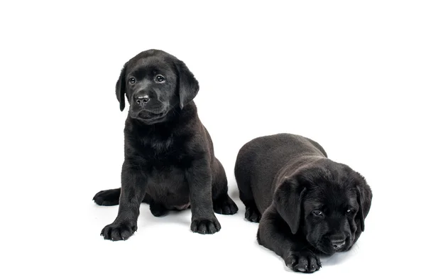Siyah labrador yavruları — Stok fotoğraf