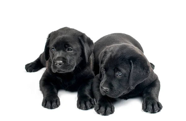 Black Labrador puppies — Stock Photo, Image