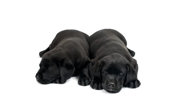 Black Labrador puppies — Stock Photo, Image