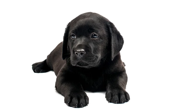 Zwarte labrador puppy — Stockfoto