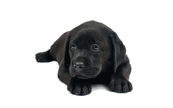 Cachorro labrador negro — Foto de Stock