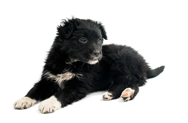 Sevimli siyah köpek — Stok fotoğraf