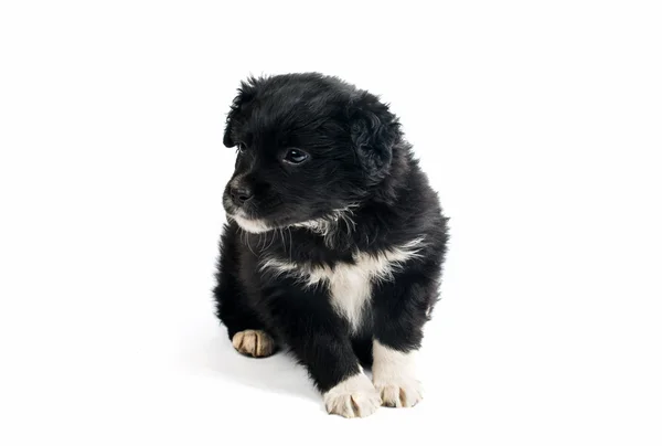Χαριτωμένο σκυλάκι μαύρο — Φωτογραφία Αρχείου