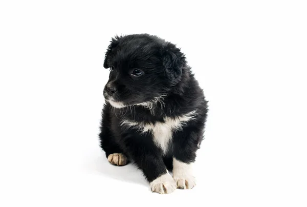 Cute black puppy — Stock Photo, Image