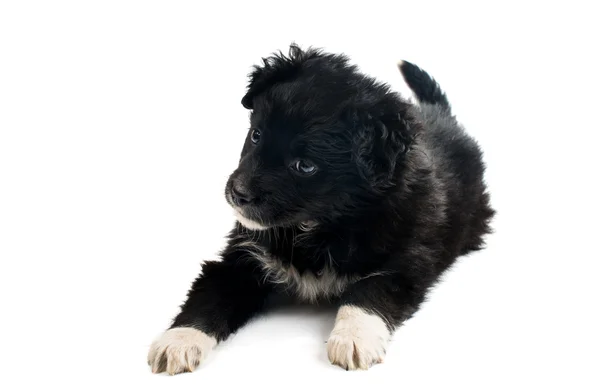 Cute black puppy — Stock Photo, Image