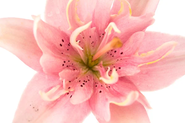 Ροζ Λουλουδι Κρινος — Φωτογραφία Αρχείου