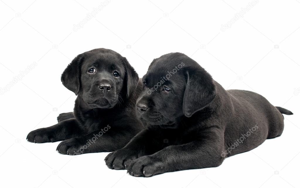 Black Labrador puppies 