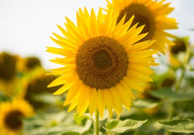 Tarlada büyüyen ayçiçekleri