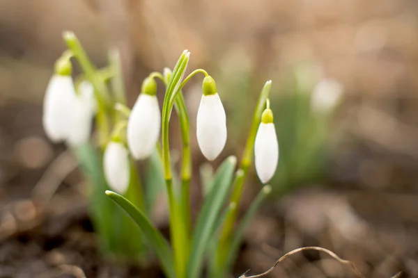 First flowers of spring snowdrops — Stock Photo, Image