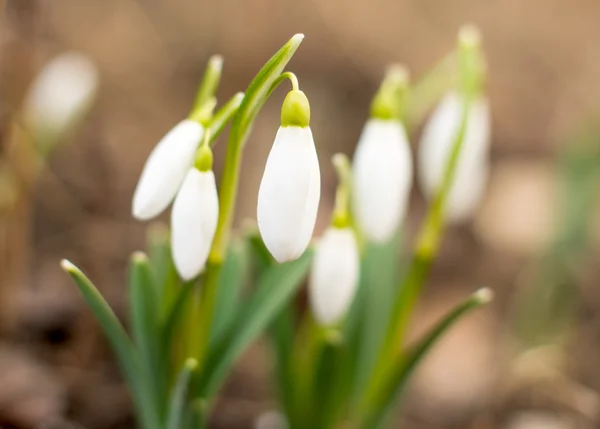 Las primeras flores de las nevadas de primavera —  Fotos de Stock