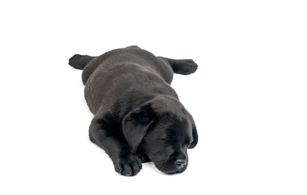 Black Labrador puppy — Stock Photo, Image