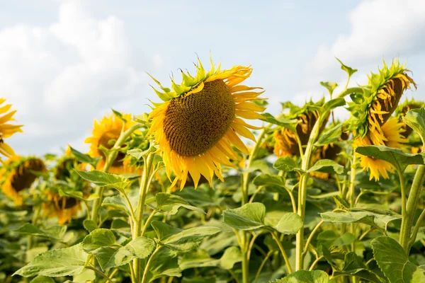 Girasoles creciendo en el campo — Foto de Stock