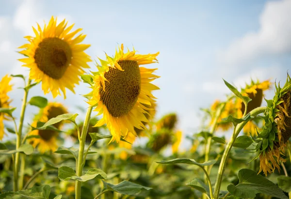 Sunflowers growing in the field — Stock Photo, Image