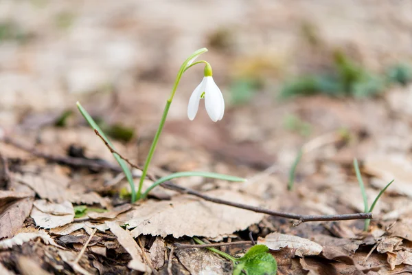 Första blommorna på våren snödroppar — Stockfoto