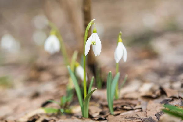 First flowers of spring snowdrops — Stock Photo, Image