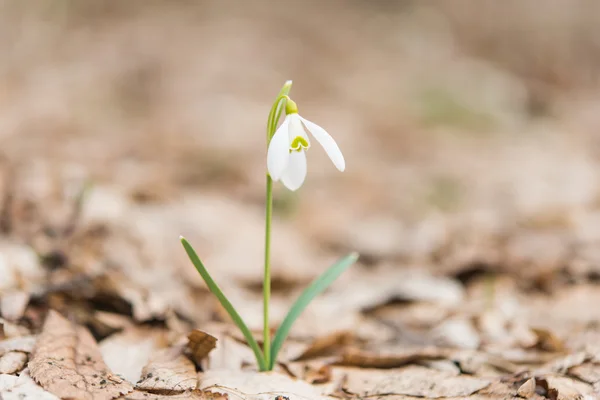 Erste Blüten der Frühlingsschneeglöckchen — Stockfoto