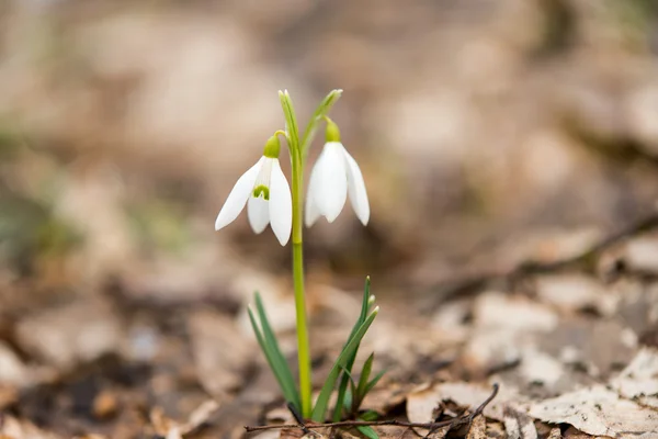 First flowers of spring snowdrops — Stock Photo, Image
