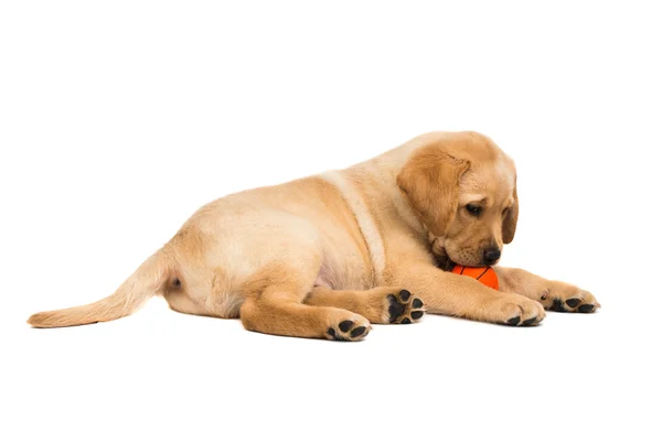 Cãozinho Labrador com brinquedo — Fotografia de Stock