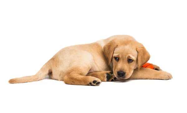 Labrador cachorro con juguete — Foto de Stock