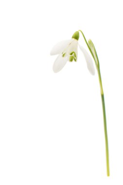 güzel kardelen çiçek