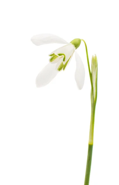 Beautiful snowdrop flower — Stock Photo, Image