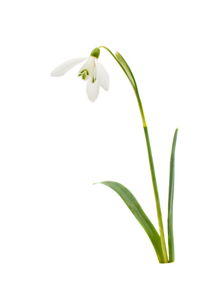 Beautiful snowdrop flower