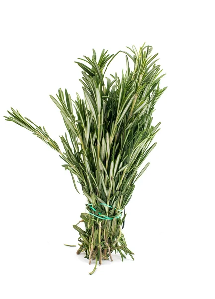 Fresh green rosemary — Stock Photo, Image