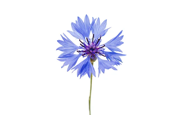 Beautiful blue cornflower — Stock Photo, Image