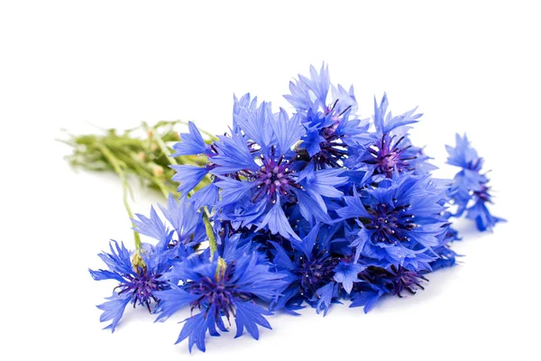 Beautiful cornflowers flowers — Stock Photo, Image