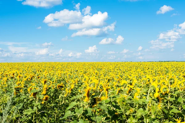 Solrosfält — Stockfoto