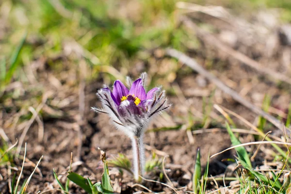 첫 번째 꽃 성장 — 스톡 사진