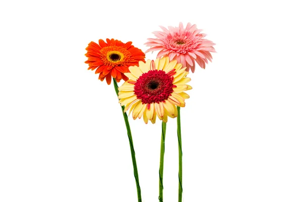 Lindas flores de gerbera — Fotografia de Stock