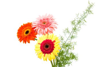 Güzel Gerbera çiçekleri