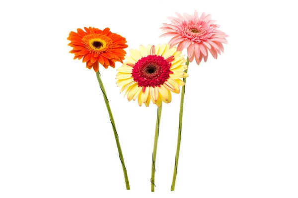 Bellissimi fiori di gerbera — Foto Stock