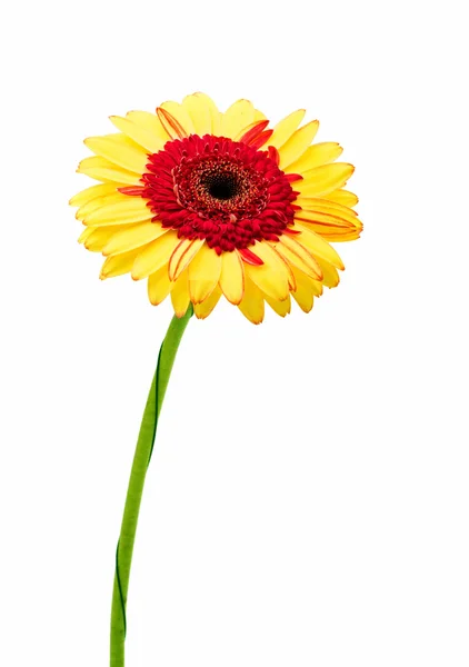 Güzel gerbera çiçek — Stok fotoğraf