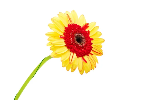 Bel fiore di gerbera — Foto Stock