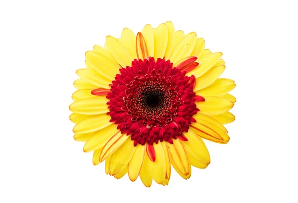 Beautiful gerbera  flower — Stock Photo, Image
