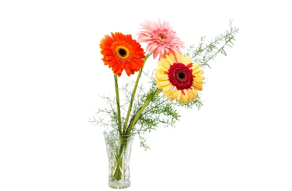 Beautiful gerbera flowers — Stock Photo, Image