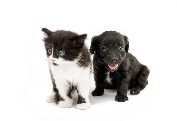 Chiot mignon avec un chaton — Photo