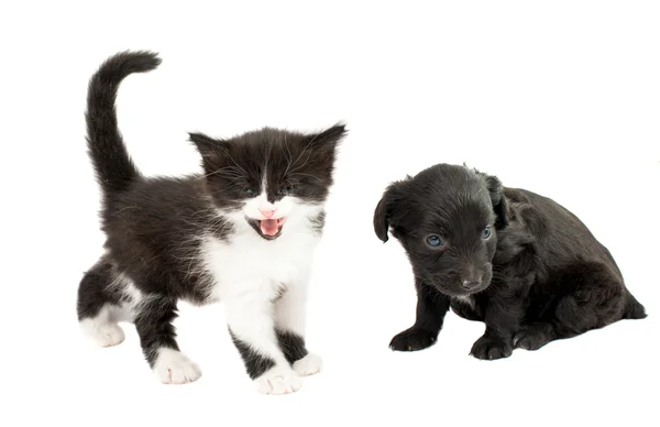 Schattige puppy met een kitten — Stockfoto