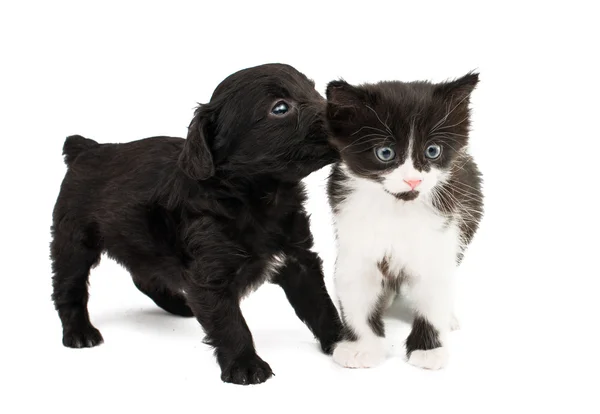 Roztomilé štěně s kotětem — Stock fotografie